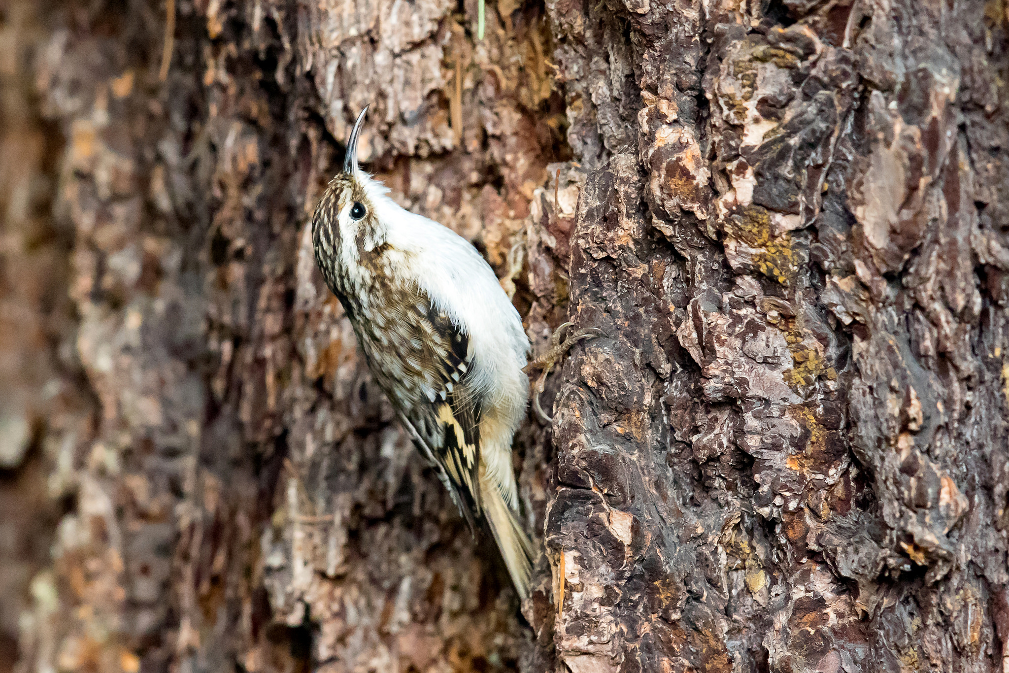 Brown Creeper — Southern Wisconsin Bird Alliance